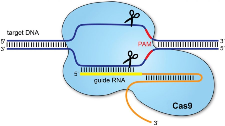 This diagram illustrates how CRISPR technology, as in the case of the genetically modified twins, allows for DNA to be manipulated.