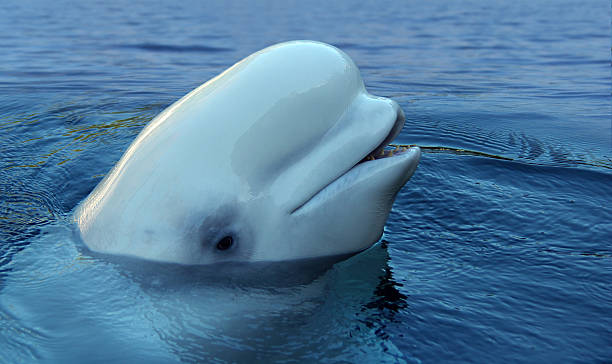 A beluga whale pops his head out of the water. Beluga whales, like dolphins, are renowned for their echo-location ability.
