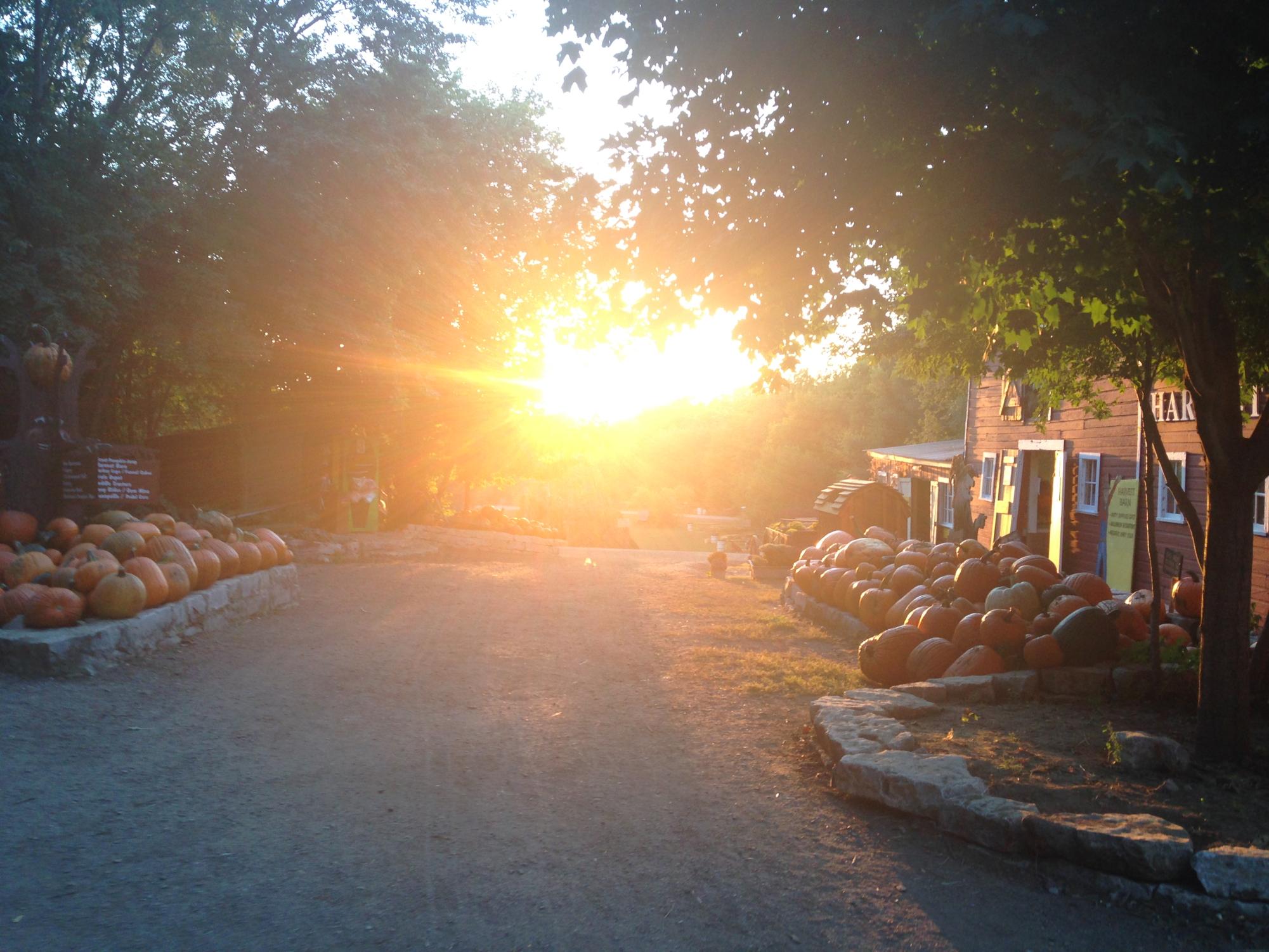 The sun sets over Vala's Pumpkin Patch. The attraction is a popular fall destination for students and families.