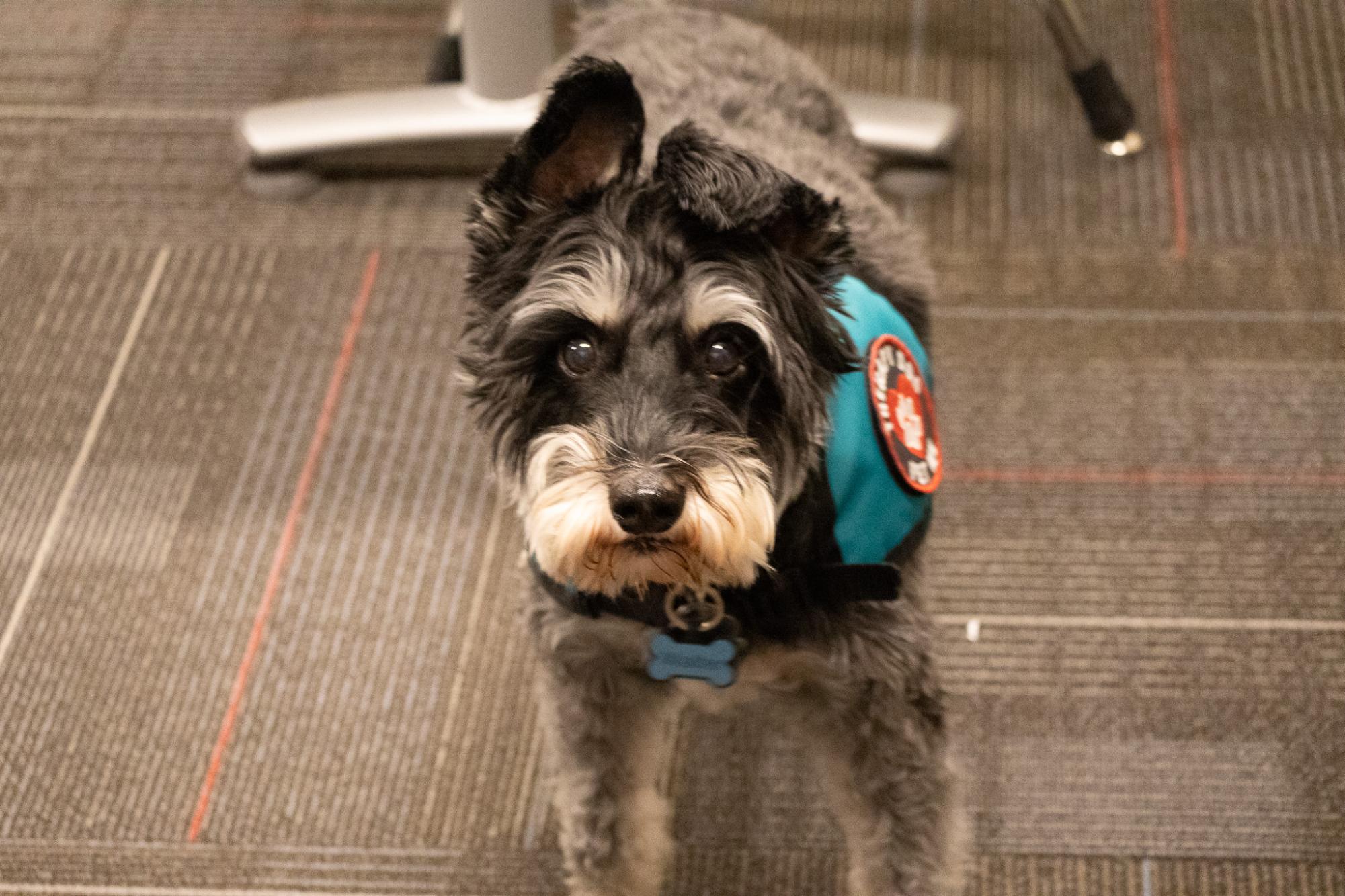 EHS therapy dog, Walter, visits teacher Chris Jenson. Walter frequently wanders into classrooms.